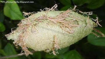 Praying Mantis Eggs Hatching - Babies Praying Mantis Hatching
