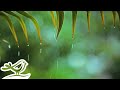 Rainy Piano Radio 🌧️ Relaxing Music with Rain Sounds 24/7