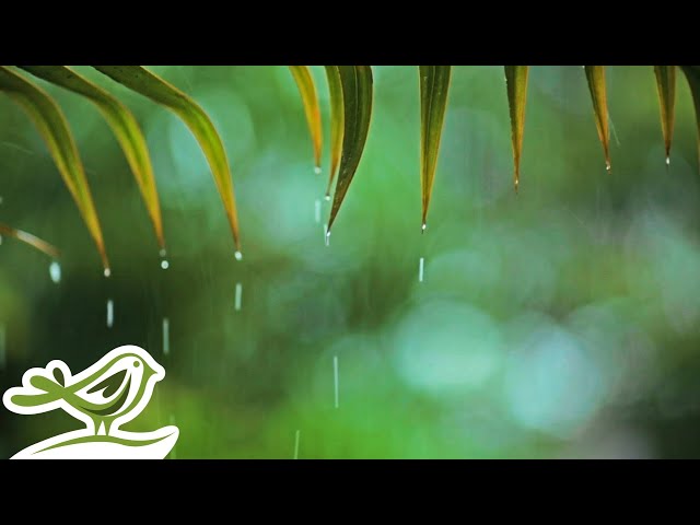 Rainy Piano Radio 🌧️ Relaxing Music with Rain Sounds 24/7 class=