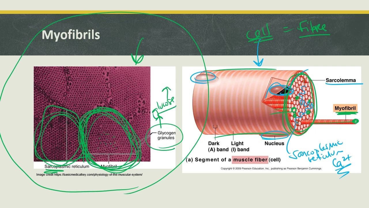 IB Biology Topic 11.2 Muscles and Movement