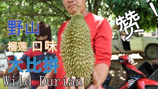 霹雳野山榴莲口味大比拼！Wild Durian Malaysia