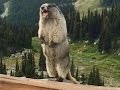 Marmot screaming on Blackcomb Mountain | Сурок кричит в горах.