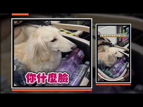 臘腸狗車車空間被水瓶佔據 牠滿臉不嘻嘻超搞笑XD