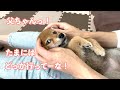 休日は子犬とじゃれあう予定がありますので！！