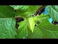 Datura Stramonium Var Tatula 2026 