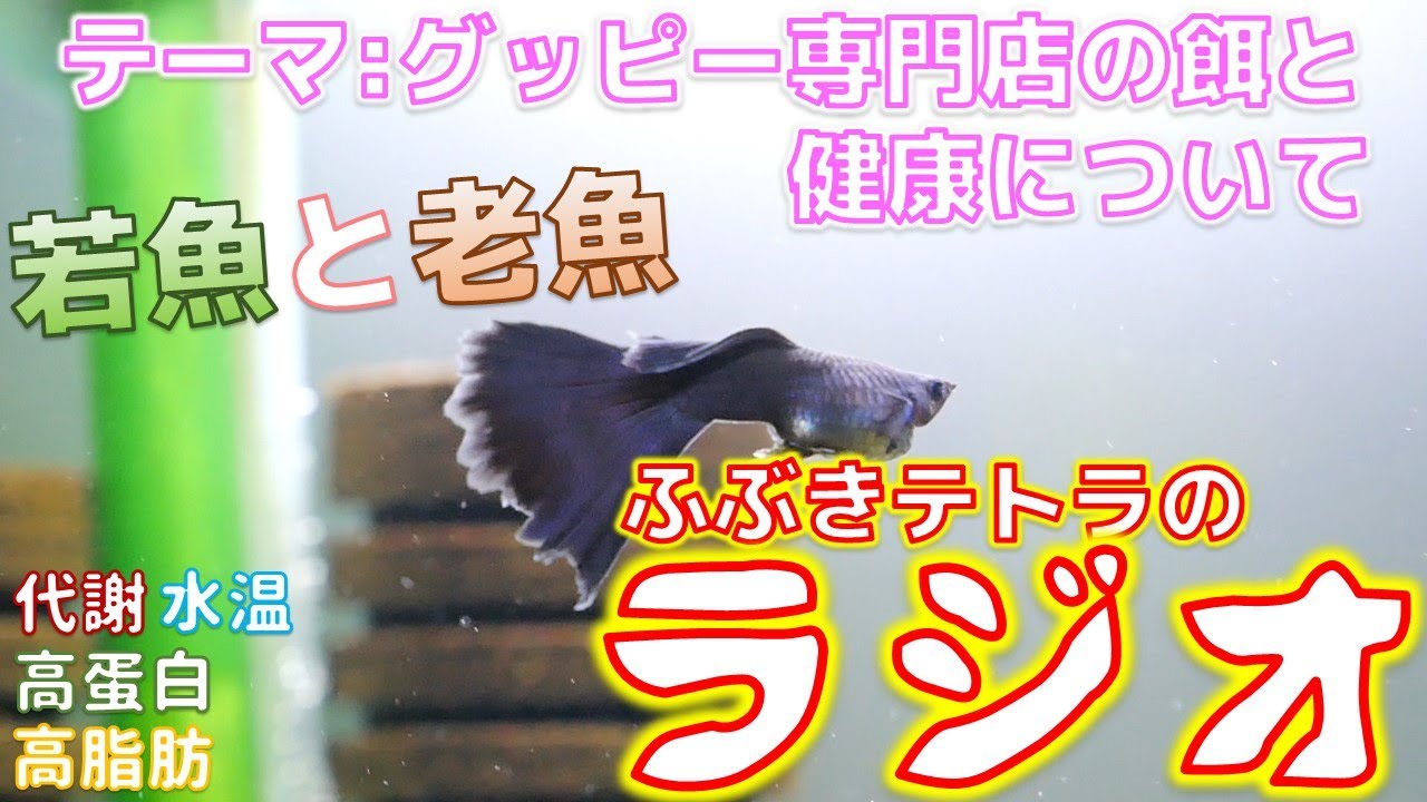 グッピー専門店の餌から学んだ健康について 老魚と若魚の代謝の変化から考えられること ラジオ ふぶきテトラ Youtube