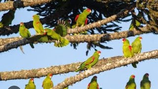 INCRÍVEL O PAPAGAIO CHARÃO-MAIS DE 20 MIL PAPAGAIOS E REVOADA NA NATUREZA