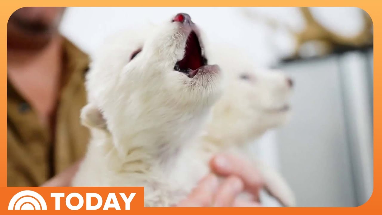 Biotech firm says it's revived dire wolf 13,000 years after extinction