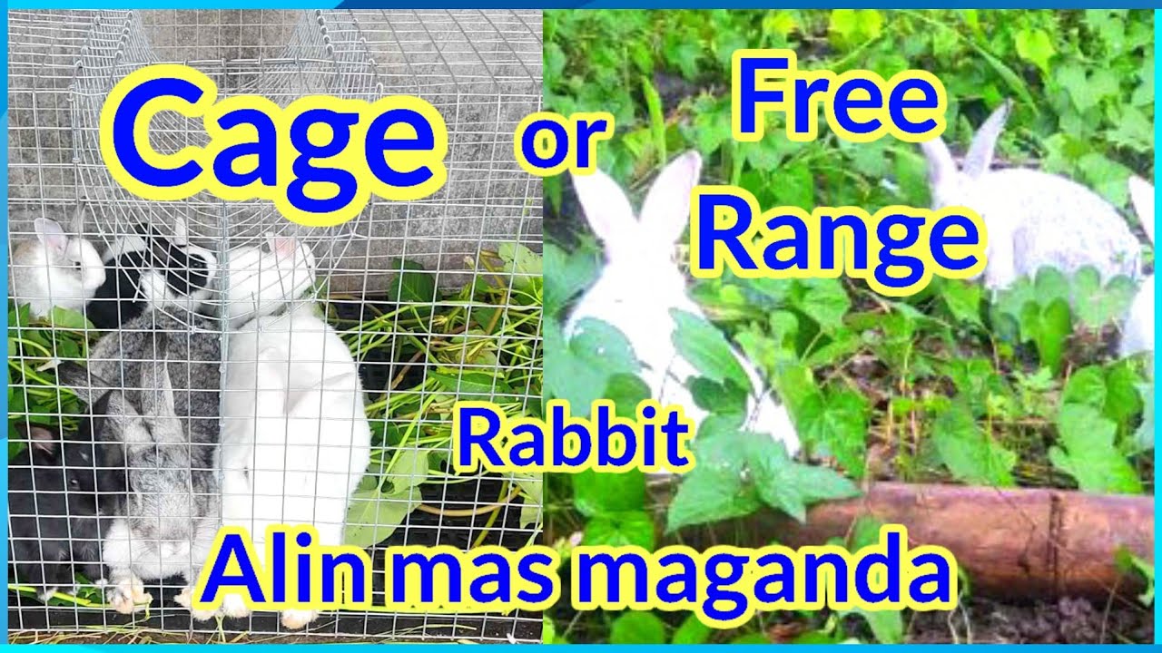Naka cage o naka free-range ang rabbit which better #rabbitcage # ...