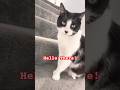 Hello There!! #dog #cat #cute #funny