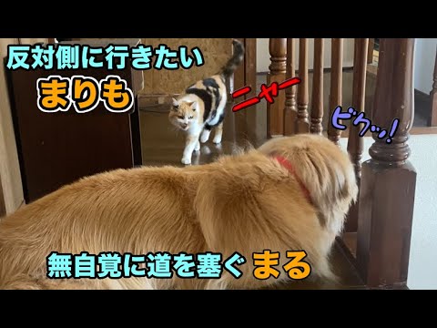 廊下で寝ている弟犬を慣れた様子でかわしていく三毛猫