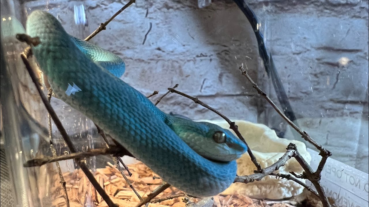 Feeding Venomous Snakes LIVE