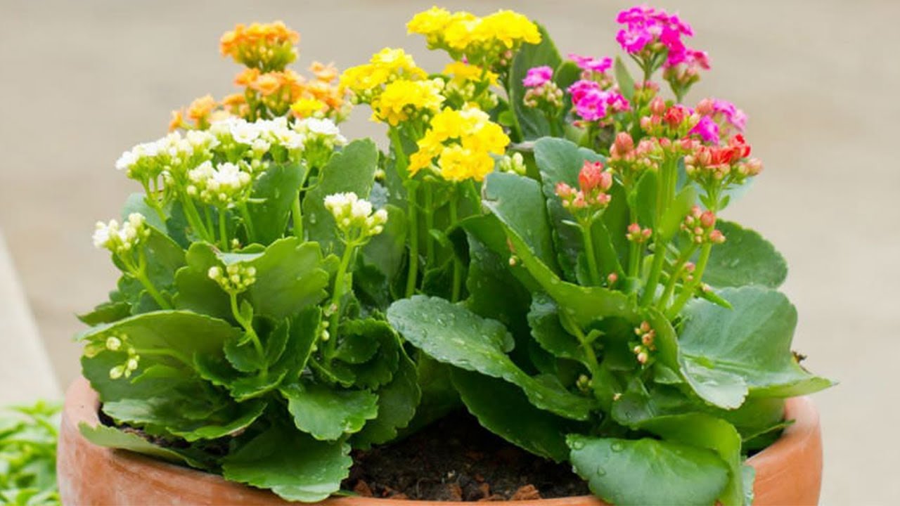 كيفية العناية بنبات الكلانشوا تقليم ورى وتسميد نبتة الكلانشو