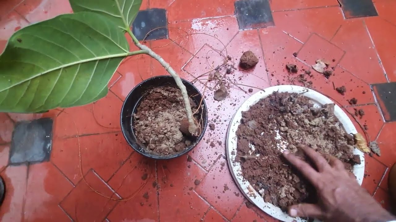 Kick start your bonsai hobby without spending money 💸💰