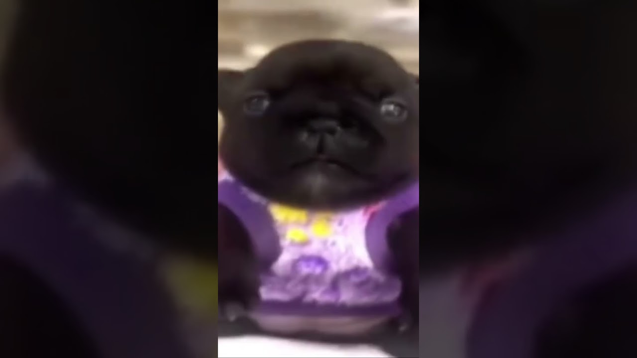 Pibble the universe destroyer.