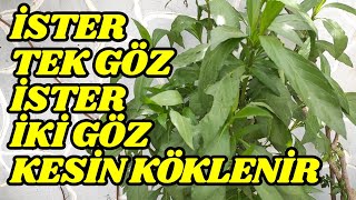 İster Tek Göz, İster İki Göz, Kesin Köklenir