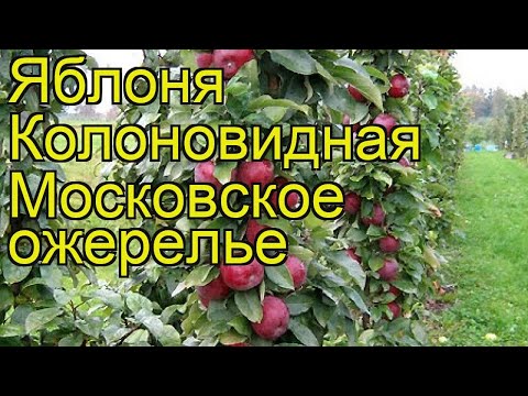 Колоновидные Яблони Московское Ожерелье Фото