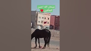القرآن الكريم راحة نفسية #إسلام_صبحي #تلاوة_هادئة #تلاوة_خاشعة #اسلام_صبحي #خواتيم_سورة_المؤمنون