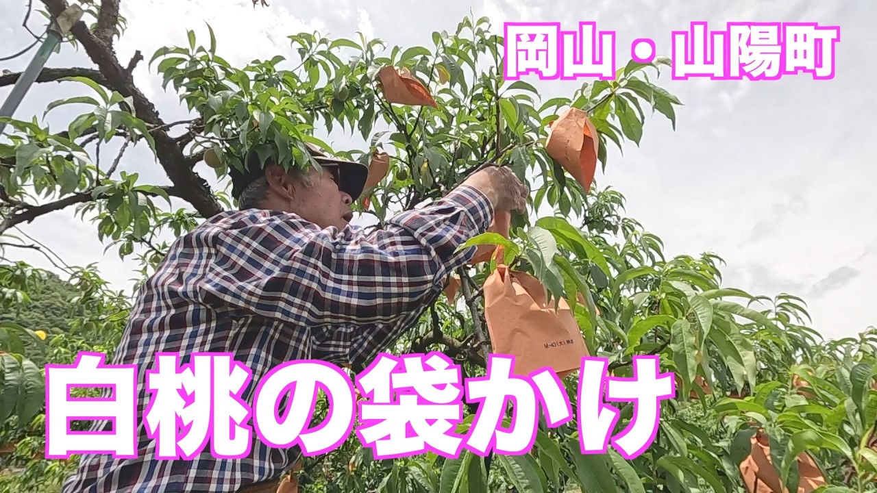 初夏を歩く。岡山・赤磐市山陽町で「白桃の袋かけ」が最盛期。（映像