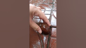 Ốc Sên giữa trời mưa 🐌🐌🐌 31/7 $Nang cherry tv # shorts