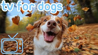 Relax My Dog - Relaxing Music for Dogs