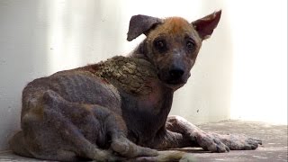 Amazing transformation of rescued street dog dying from mange.