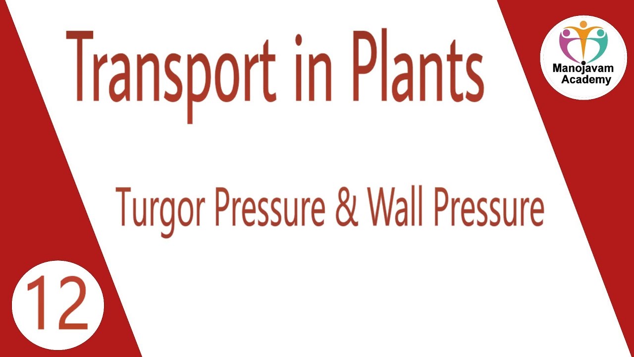 Transport in plant - turgor pressure and wall pressure