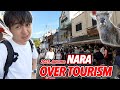 2025 Autumn Overtourism In Nara Deer Get Aggressive Local Street Foods And Hidden Spot Ep 602 