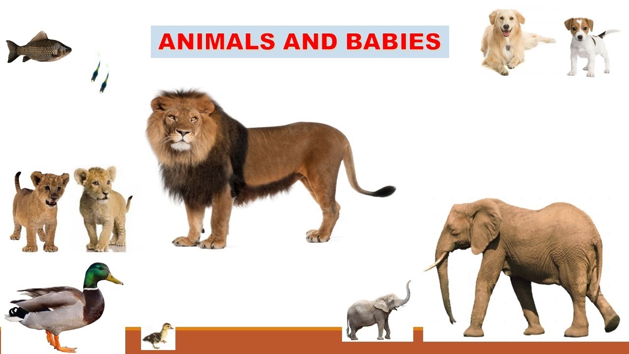 Flashcards for kids - Animals and Their Young Ones - YouTube