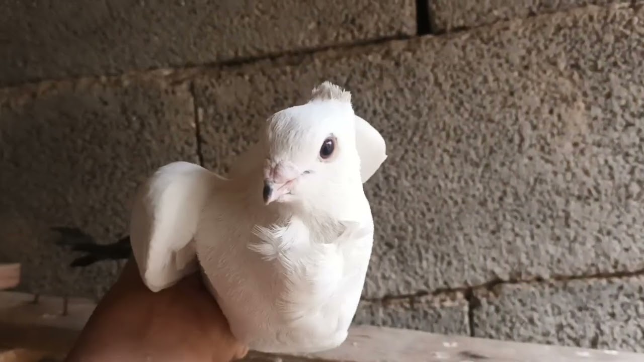 ١٦ تشرين الثاني ٢٠٢٥