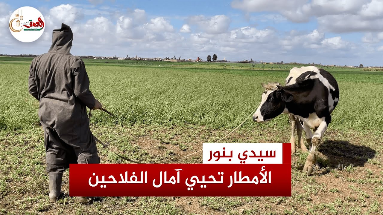 الأمطار تُحيي آمال الفلاحين بمنطقة 