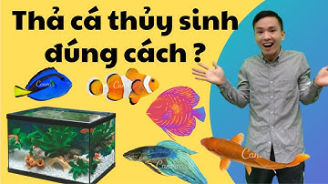 Cách thả cá thủy sinh mới mua vào bể | Nguyễn Du Aqua