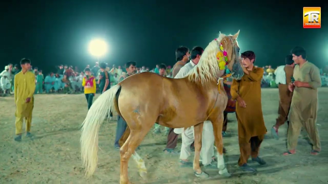 Horse Dance | Vip Ghora Dance | Horse dancing to the rhythm of dhol: Only in Pakistan