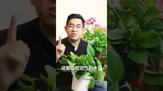 養綠蘿怎麽澆水才正確？