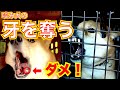【犬歯を奪う】噛む犬の牙を削る獣医的処置は最悪の結果を生む