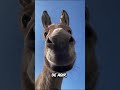 A Inteligência Esquecida do Burro(Você foi enganado!) #shorts #burro #inteligenciadosburros #cavalo