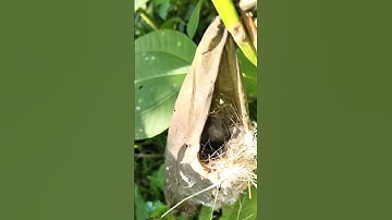 menemukan sarang burung prenjak lumut #prenjaklumut #burung #sarangburung #goytarzan