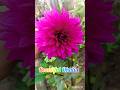 Beautiful flower in my garden#dhalia#shorts
