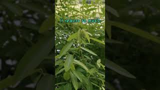 Magic of Nature: Incredible! 😱 Is Plant Ko Music Pasand Hai? 🎵| This Plant Actually Dances! #shorts