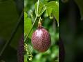 Passion fruit farming tipsOrganic farmingPassion fruit juicePassion fruit cutting skills VN blog