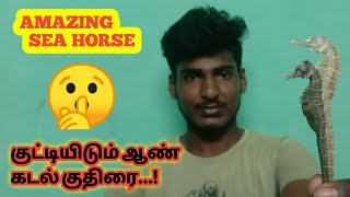 முட்டையிடும் ஆண் கடல் குதிரை..? Life time of Sea horse, Sea horse,