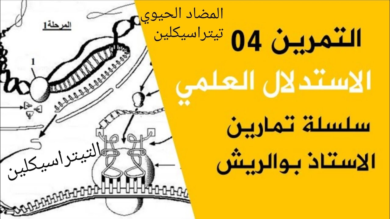 تمرين الإستدلال تأثير المضادات الحيوية على تركيب البروتين