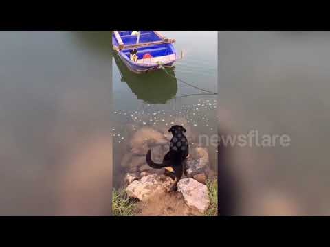 Heroic dog saves friend trapped on boat in China