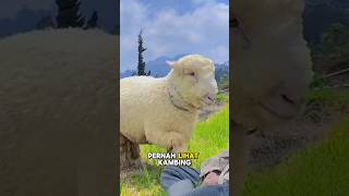 Download Lagu Bulu Domba Merino paling mahal Di Dunia MP3 Download Lagu Bulu Domba Merino paling mahal Di Dunia MP3