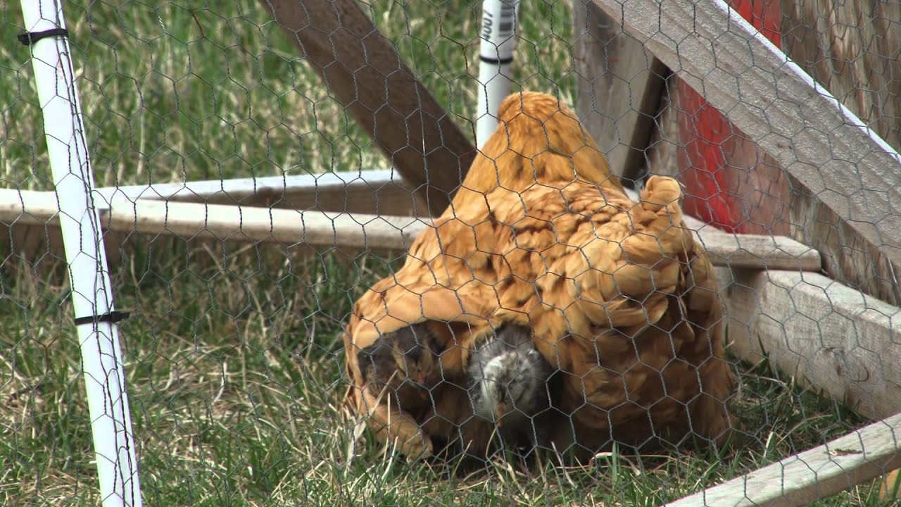 Mother Hen Shelters Her Chicks