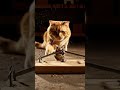 Will the trap work? 😳｜這個陷阱會成功嗎？