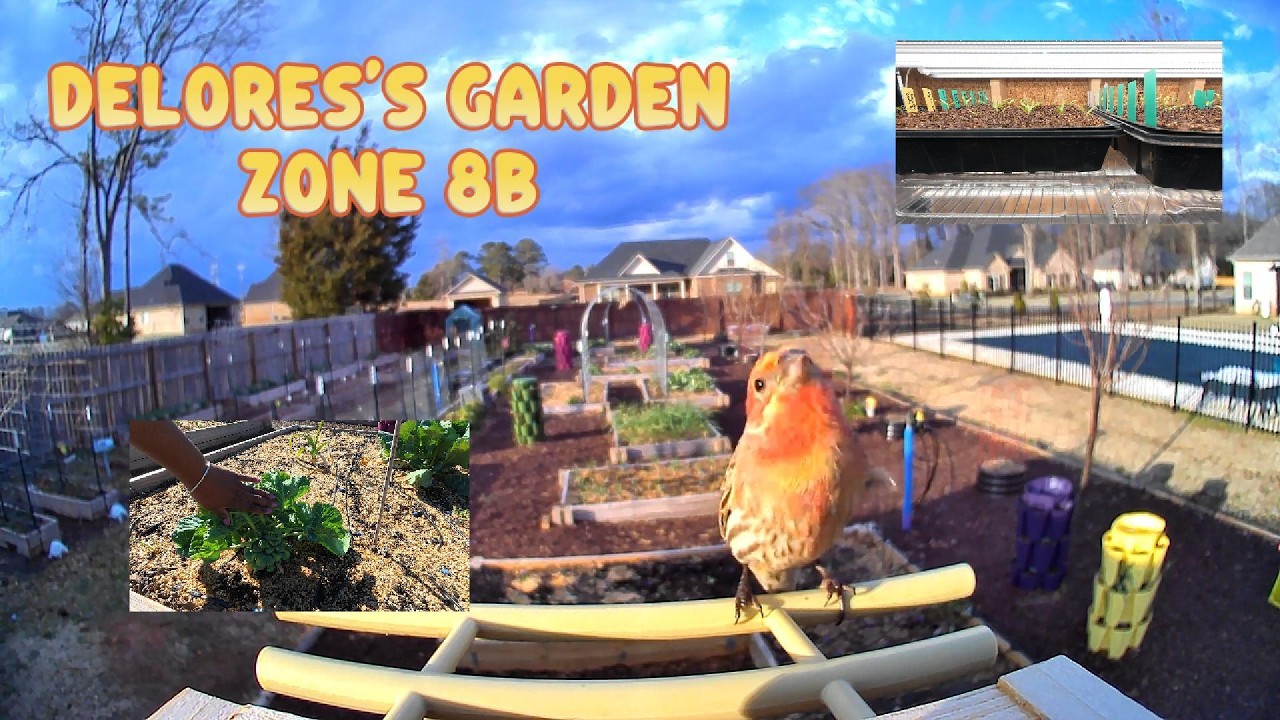 16 февраля. Посадка рассады томатов - Обновление информации о рассаде - Весна со мной! #садоводст...