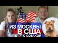 🐶Иммиграция с Животными 🐱- Москва ✈️- США