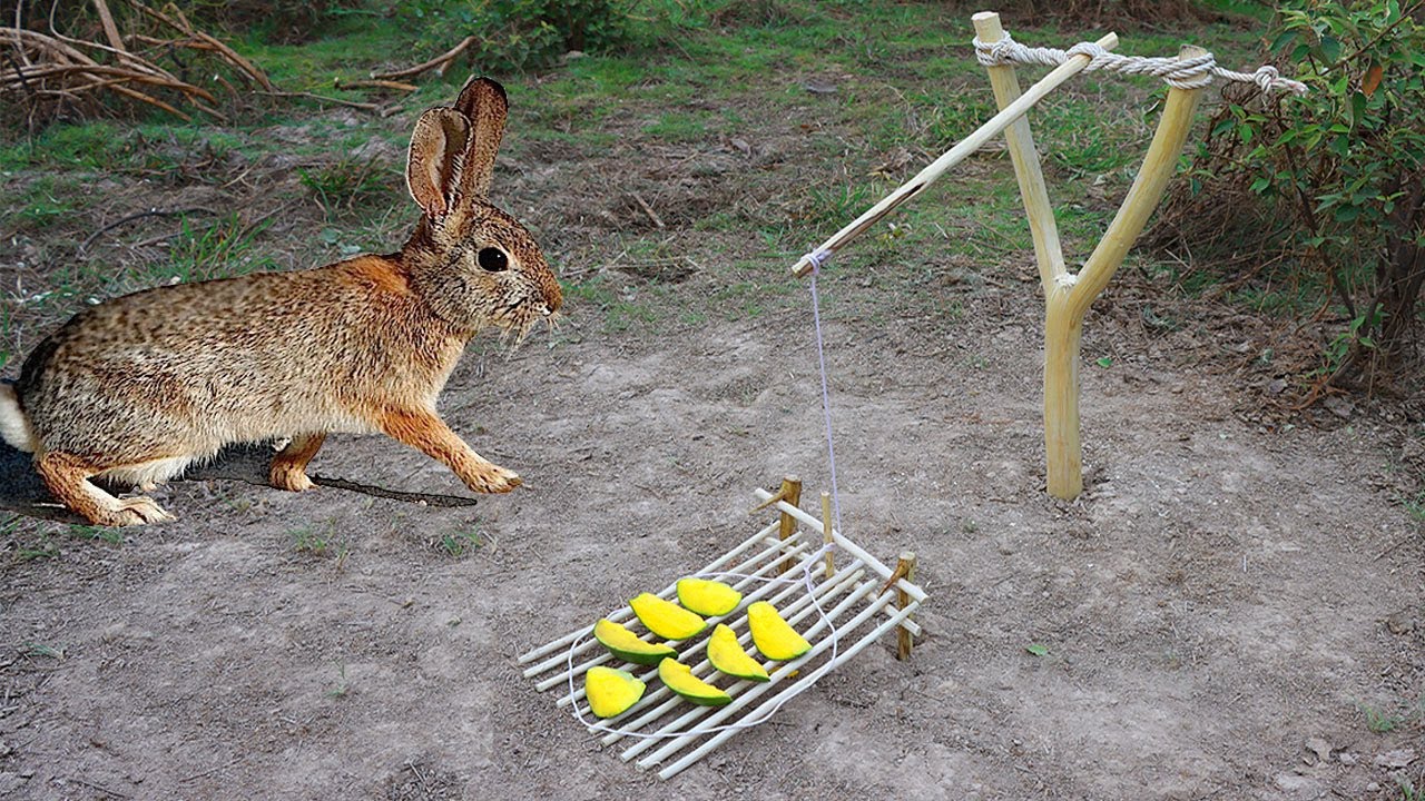 Basic Rabbit Snare Traps: Easy Snares That You Should Try - Headoutdoors