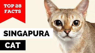 99% of Singapura Cat Owners Don't Know This by Cats Wiz 114 views 1 month ago 7 minutes, 46 seconds